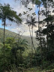 Naklejka premium morning in the forest