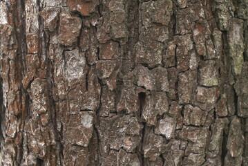 fruit tree bark background texture 