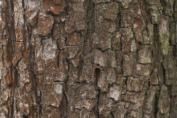 fruit tree bark background texture 