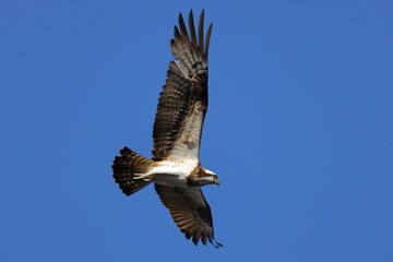 飛翔するミサゴ