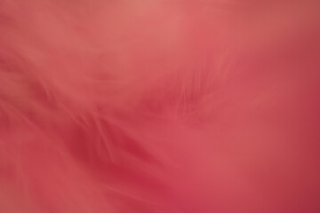 close up abstract pink feather background