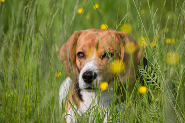 close up  portrait shot of a cute beagle breed girl dog laying in the green grass of a field with a...