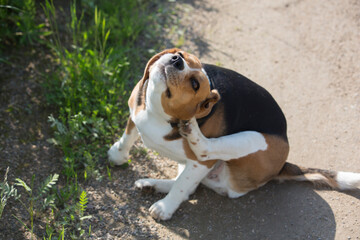 close up  shot of a cute beagle breed girl dog sitting and scratching its back with the paw on the side of a road next to green grass  - Powered by Adobe