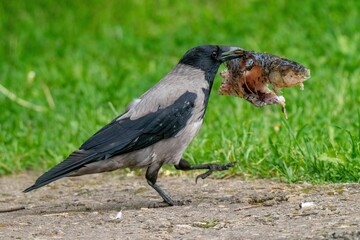 A crow carries a piece of large fish in its beak