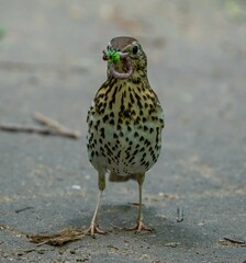 Thrush holds a worm in its beak