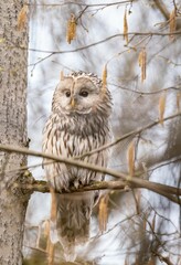 The owl looks through the branches of trees