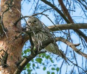 The owl looks through the branches of trees