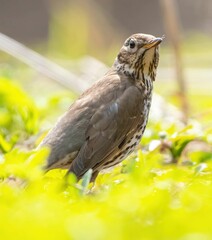 Curious thrush fieldfare looking at the camera