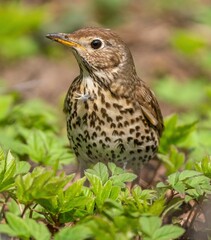 Curious thrush fieldfare looking at the camera