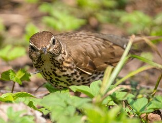 Curious thrush fieldfare looking at the camera