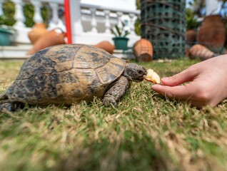 Turtle eats an apple on the grass from his hands