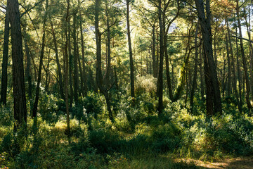 Fototapeta na wymiar landscape of mediterranean coniferous forest in Anatolia