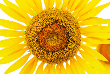 close up. flower of sunflower blooming. background
