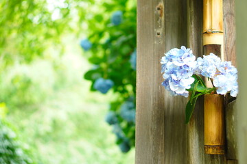 壁にかかっている紫陽花