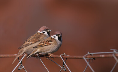  A pair of great tits nestled comfortably on the branches of a spruce