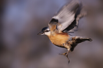 Bird Nuthatch holds seeds in its beak and flies away from the feeder