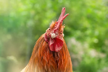 Fototapeten Kopfporträt eines lustig aussehenden Hahns im Freien © Annabell Gsödl