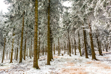 Fototapeta premium Wunderschöne Winterlandschaft auf den Höhen des Thüringer Waldes bei Oberhof - Thüringen