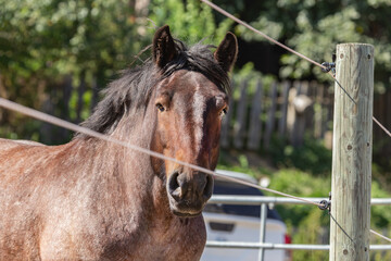 A brown draft horse looking through an electric fence