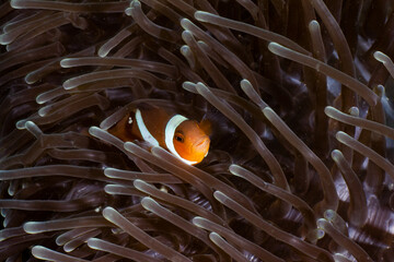 Clown fish in Indonesia