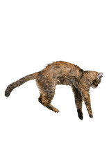 Studio shot of beautiful cute cat, pet jumping isolated on white studio background. Animal life concept