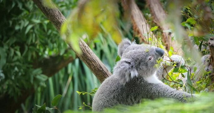 Australia forest and fauna. Koala bear eating gum-tree leaves