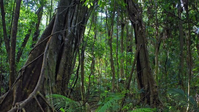 Daintree Rainforest jungle environment. Scenic Banyan Tree in tropical forest