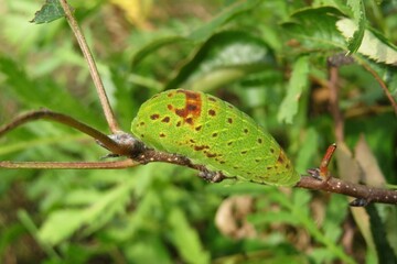 Green garden worm on plant branch, closeup
