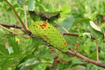 Green garden worm on plant branch, closeup