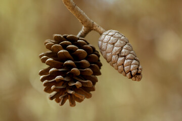 Close up of pinecones on a branch with a blurred background in Israel
