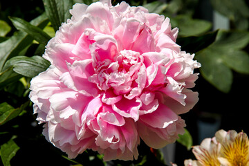 Single pink Peony with lighter and darker pink colors on a sunny day in Minnesota
