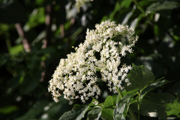 Close up of the small, white Cornus stolonifera blossoms on a sunny day
