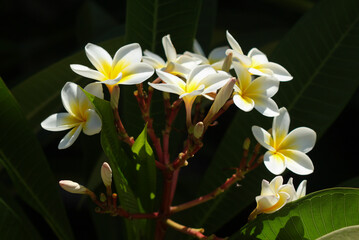 Close up of white and yellow Plumeria tree flowers on a sunny day in Israel
