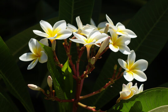 Close up of white and yellow Plumeria tree flowers on a sunny day in Israel
