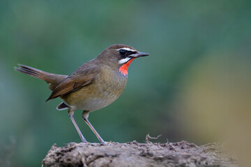 beautiful bird standing on soil pole expose to the green background and lit yellow spot in its habitat territory