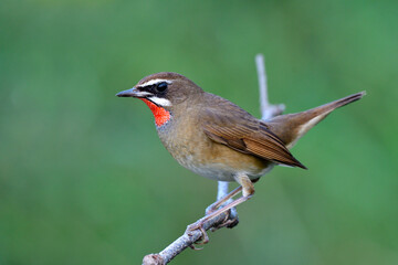 male of Siberian rubythroat (Calliope calliope) brown bird has velvet red feathers on its throat expose on thin branch