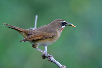 male of Siberian rubythroat (Calliope calliope) brown bird having fresh worm meal on its bills while perching on thin branch