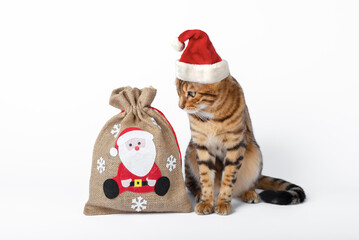 A cute cat in a Christmas cap looks at a bag with gifts.