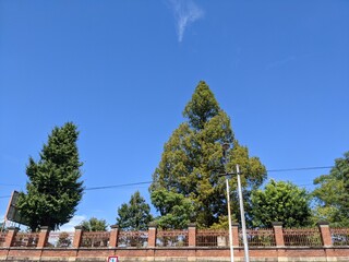 京都の日常風景・空と木