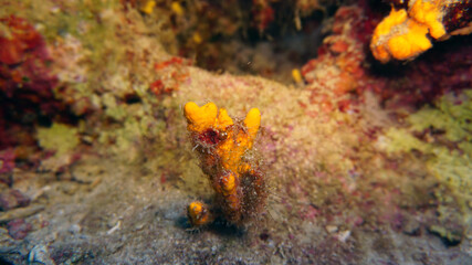 Underwater Scene Coral Reef, Tranquil underwater scene as a background