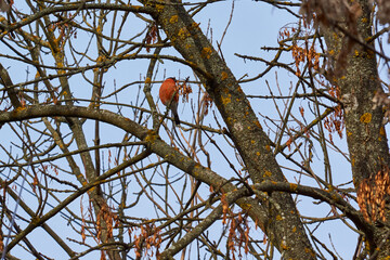 Bullfinch sits on a tree branch and eats seeds. Late autumn. November 2021.