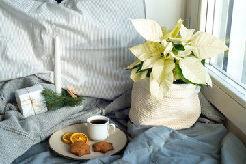 Cozy winter breakfast still life scene near the window. Cup of coffee with wholemeal cookies. Pillow, wool sweater,candle,fir tree branch, gift box and white poinsettia.Christmas concept.