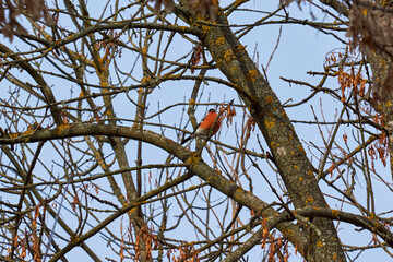 Bullfinch sits on a tree branch and eats seeds. Late autumn. November 2021.