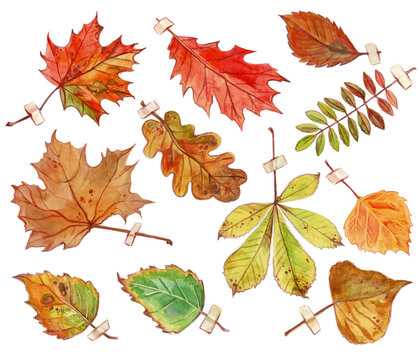 Set of autumn leaves. Hand-drawing with watercolor technique. Isolated on white background