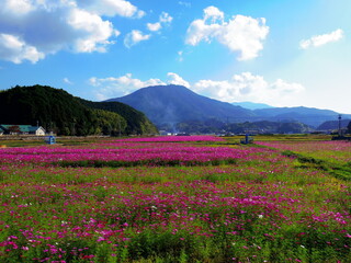 Obraz premium コスモス畑（愛媛県宇和島市三間町）