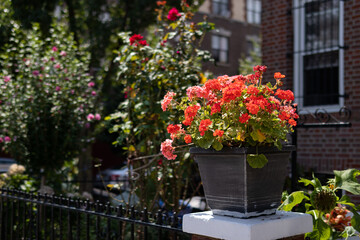 Fototapeta na wymiar Beautiful Flower Pot Decorating an Urban Home Garden in Astoria Queens New York