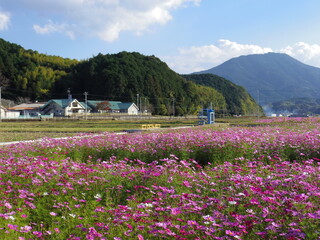 一面のコスモス畑(愛媛県宇和島市三間町)