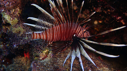 Naklejka na ściany i meble Pterois is a genus of venomous marine fish, commonly known as lionfish, Mediterranean Sea