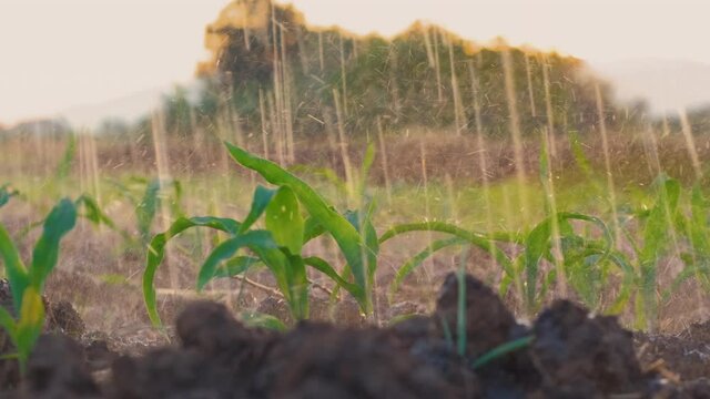 watering corn field in agricultural garden by water springer at Evening with sunset light, close-up shots