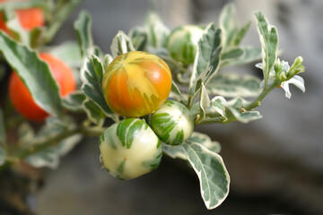 Variegated Jerusalem Cherry